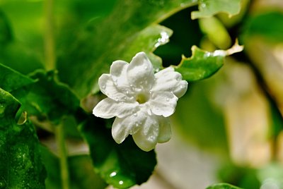 Jasminum sambac - jasmín sambakový - květ